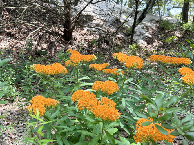 Floral Wonders: A closer look at  Cape Henlopen State Park’s blooms